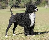 Portuguese Water Dog 9Y510D-145